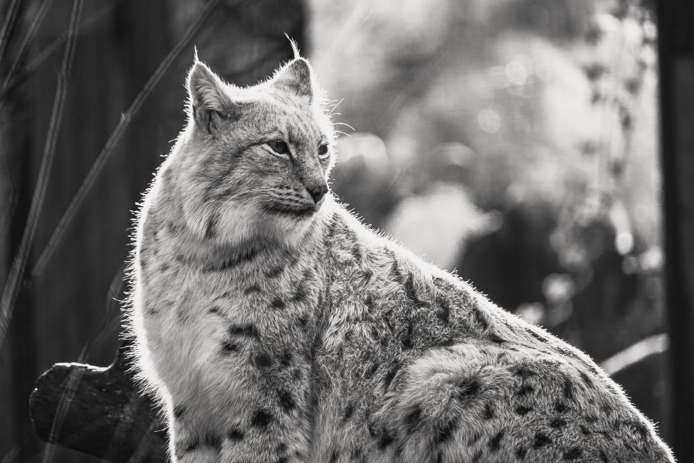 Scandinavian Nature-Inspired Names