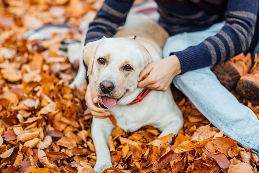 Mixed Breeds: The Underrated Option