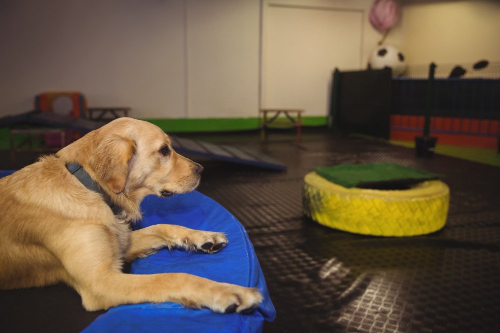 Dog Boarding Options in Columbus