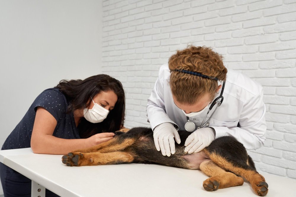 Getting Your Dog Diagnosed and Treated for Lyme Disease
