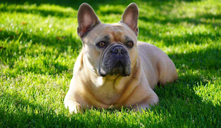 Are French Bulldogs Born With Tails: The Truth about French Bulldogs' Tails
