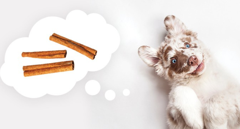 Picture of Can Dogs Eat Cinnamon? Safe Spices for Your Furry Friend