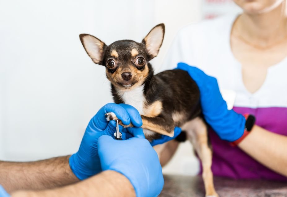 At-Home Dermatology Care Tips for Dogs - Family Pet Hospital