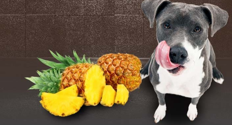 Can Dogs Eat Pineapples Safely? Special Considerations