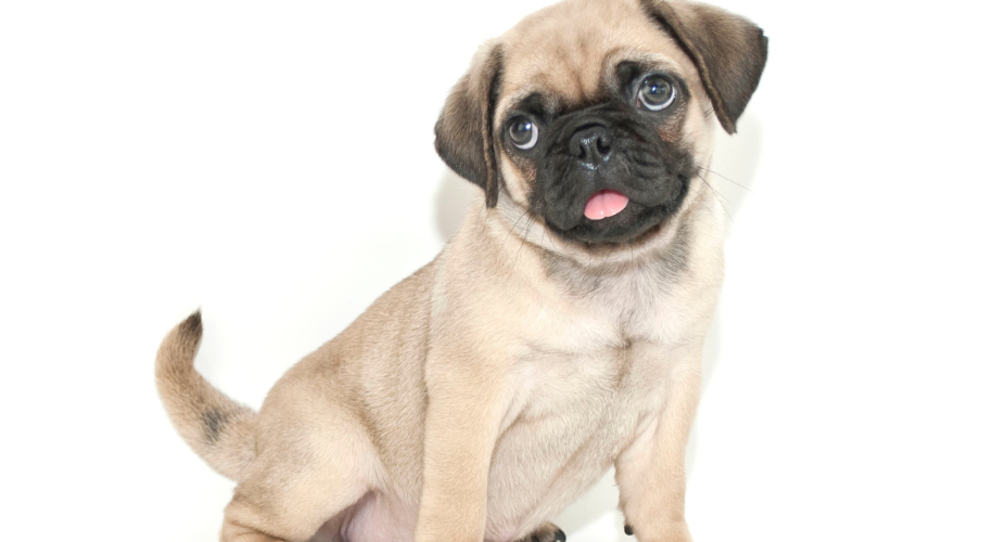 Flying with Pugs: Is It Safe? Airline Rules & Expert Travel Tips