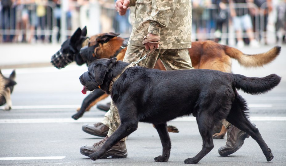 Service Dog Training