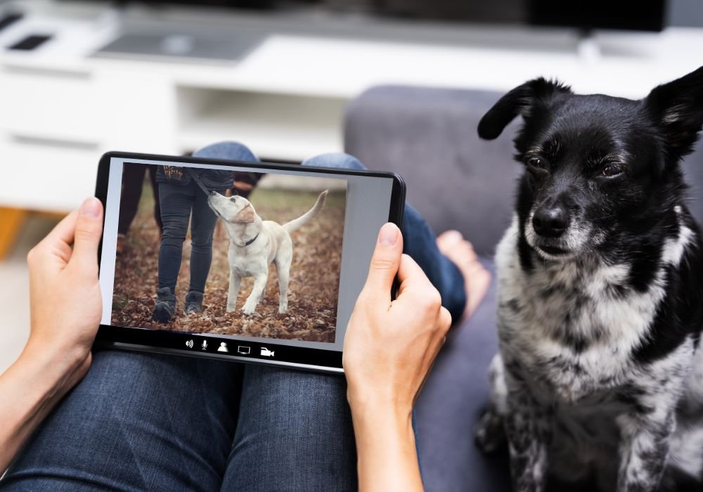 Virtual Dog Training: Revolutionizing Pet Training Online