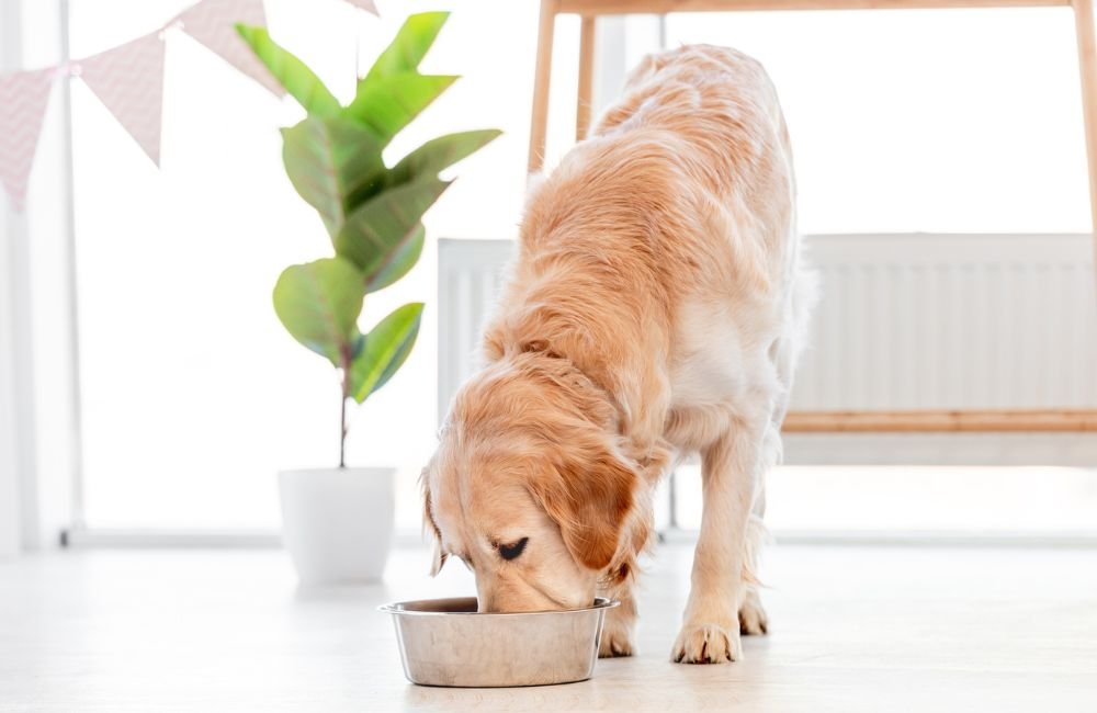 Golden Retriever Lovers Club | Wondering- anyone else give their Golden ... - Golden Retriever Homemade Recipes For Coat Care