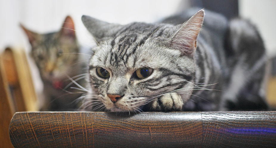 Domestic Shorthair: A Mixed Ancestry Cat