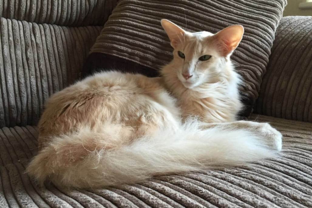 Oriental Longhair cats