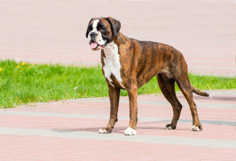 Boxer Appearance