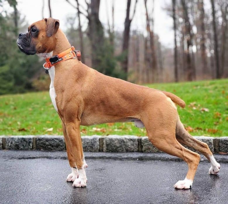 boxer care