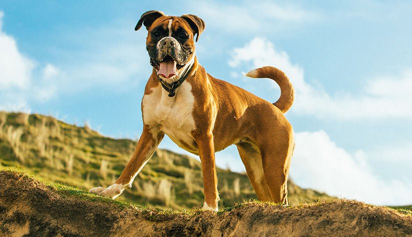boxer history