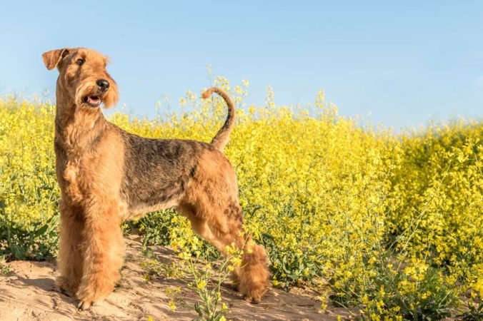 airedale Terrier history