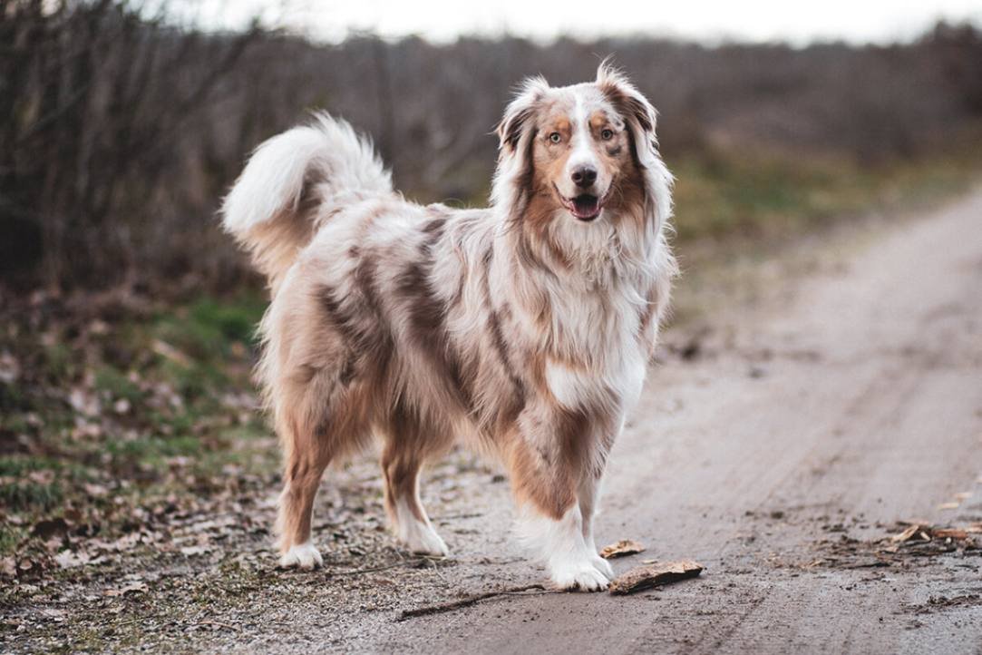 Australian Shepherd apprearance
