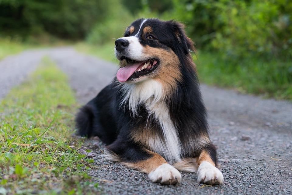 Australian shepherds care