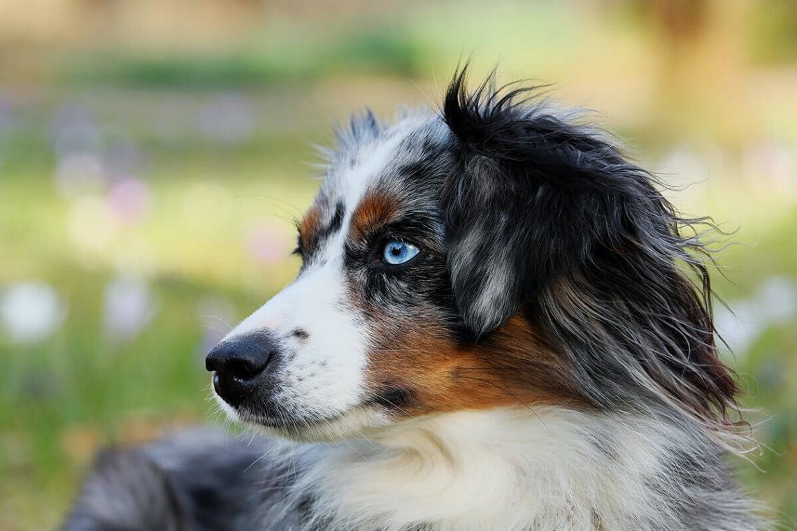 Australian Shepherds History