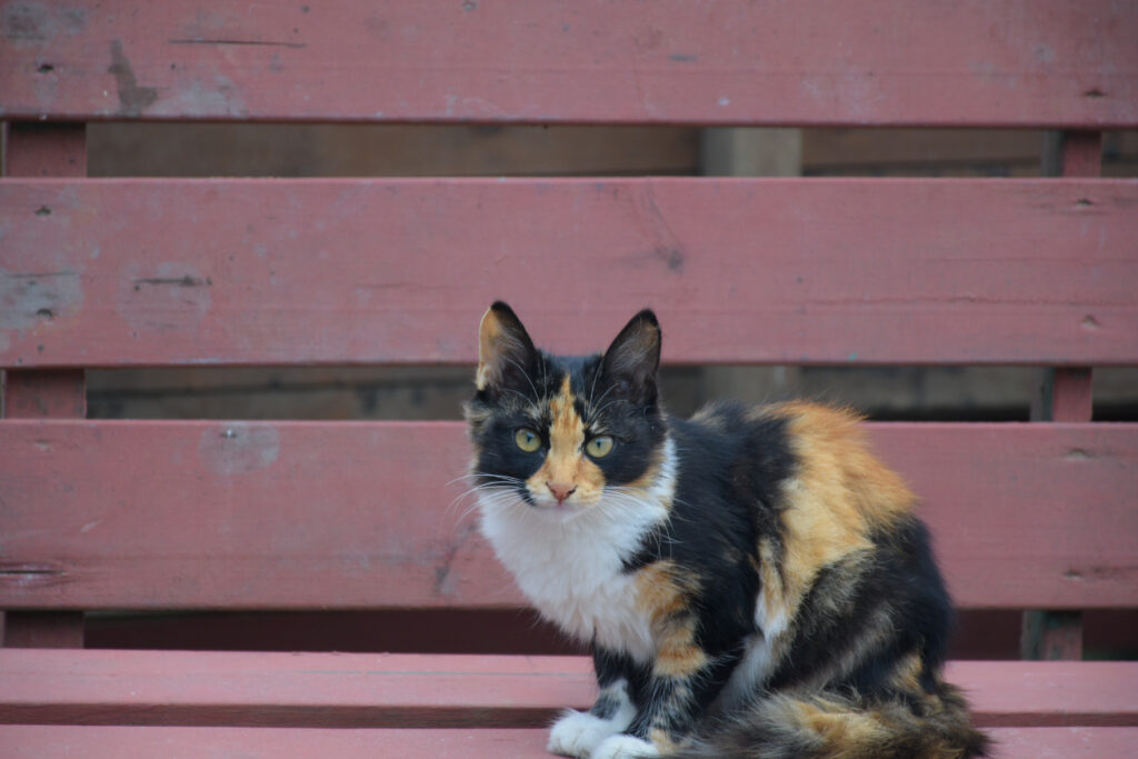 Cacico Cat - Friendliest Cat breeds