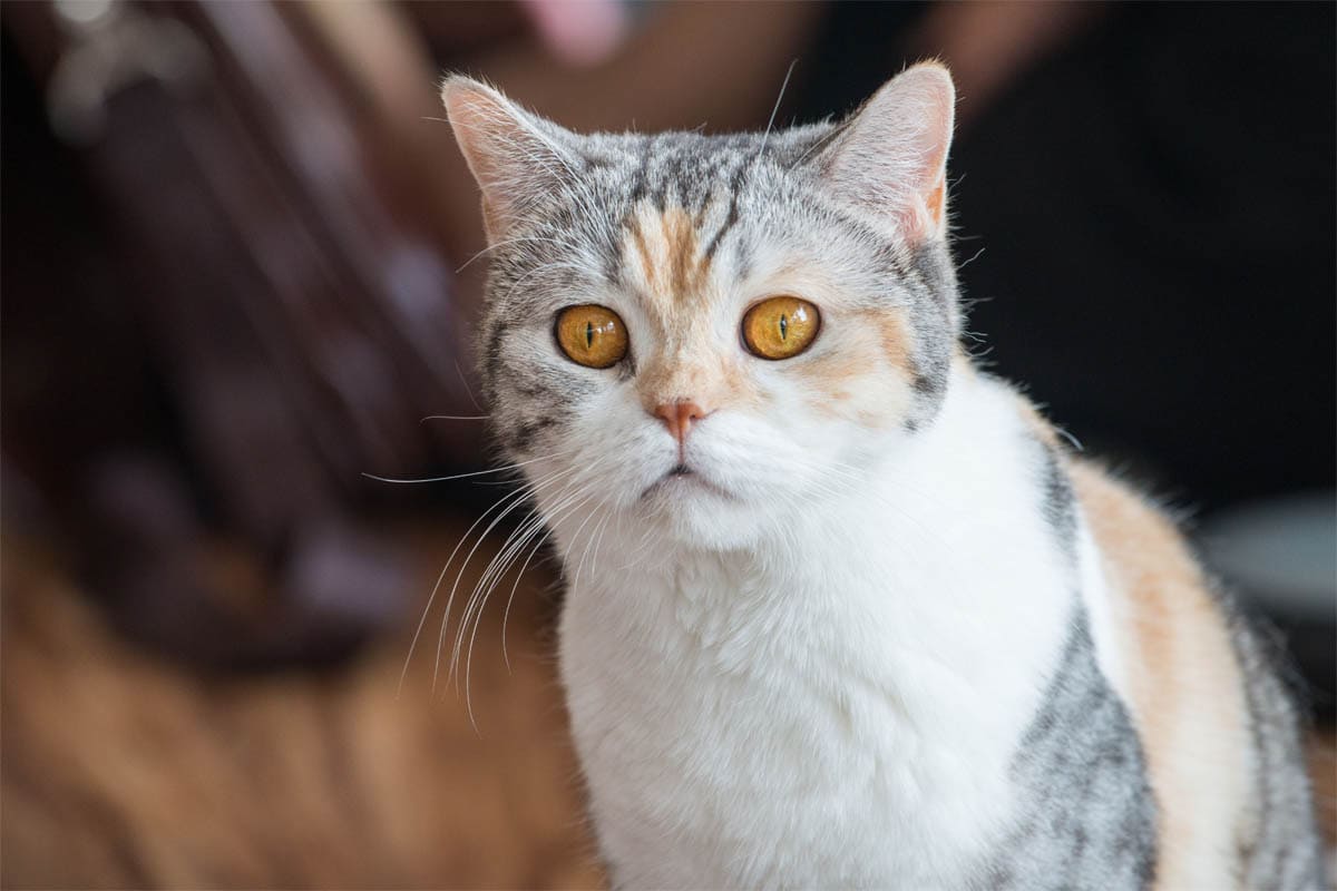 American Wirehair - Most Beautiful Cat Breeds