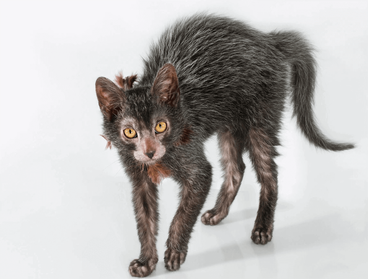 Lykoi -Most Famous Cat Breeds