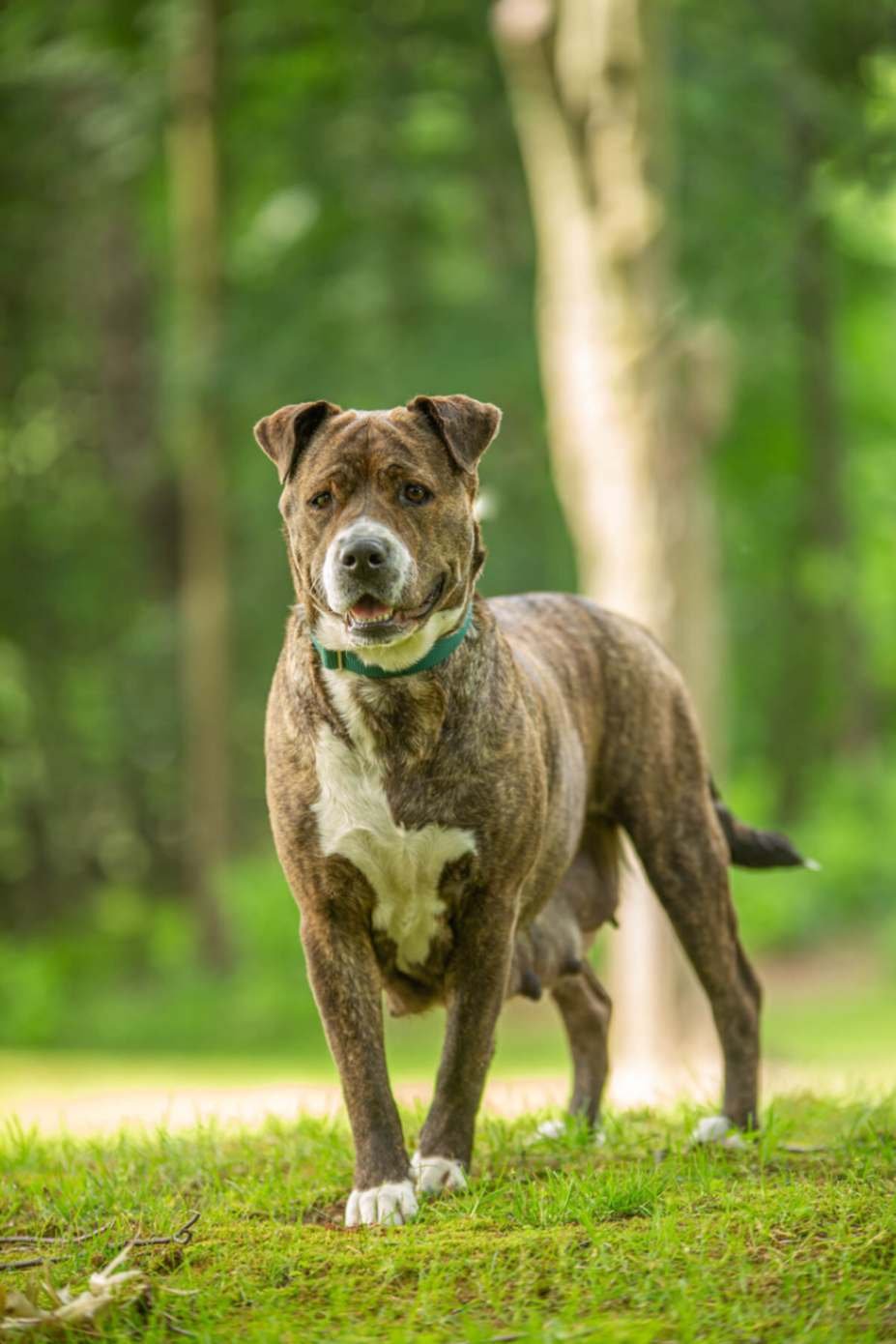 American pit bull