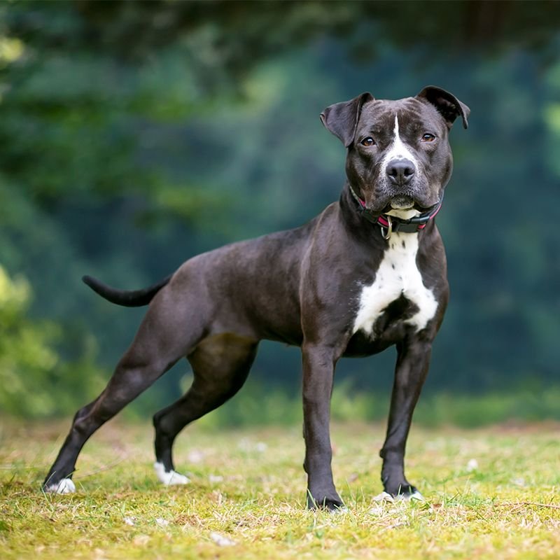 Black Pitbull - Best Dog Breeds