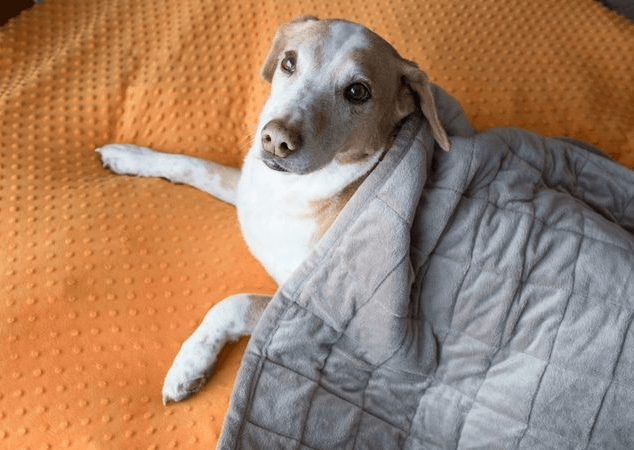 dog with weighted blanket 