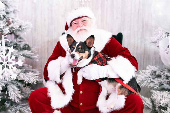 dog with santa clause