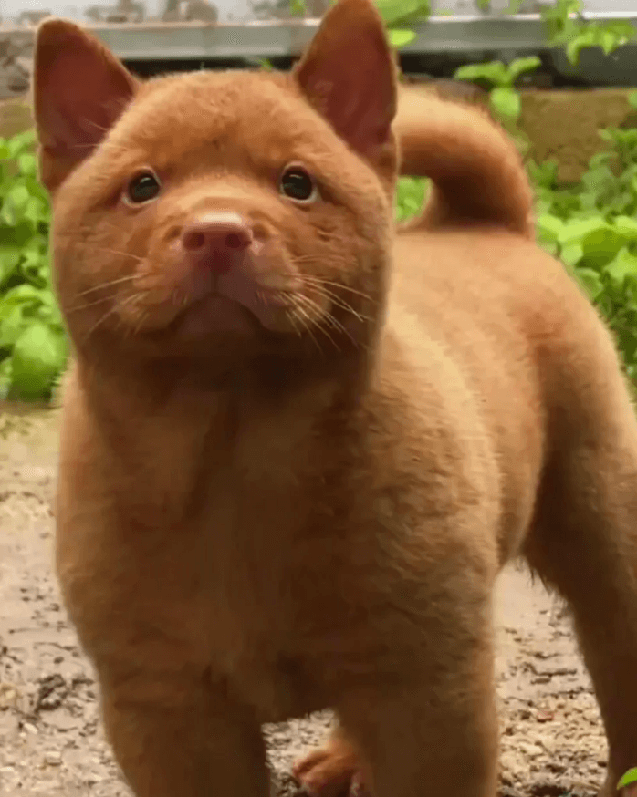 Red Cantonese Bear Dog Puppies - The Cutest Puppies You'll Ever See!