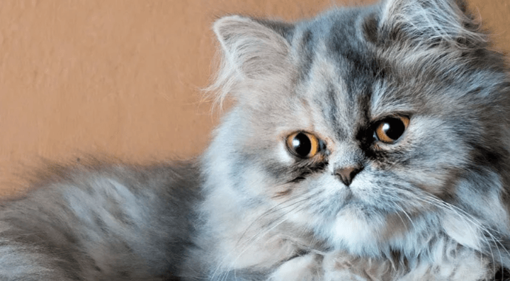 What Causes a Cat's Nose to Grow Bigger?
