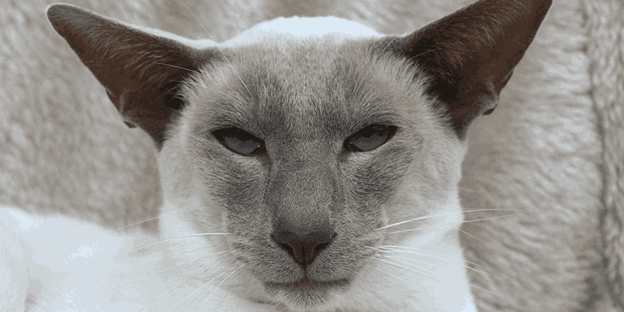 Cats with larger noses may have difficulty breathing