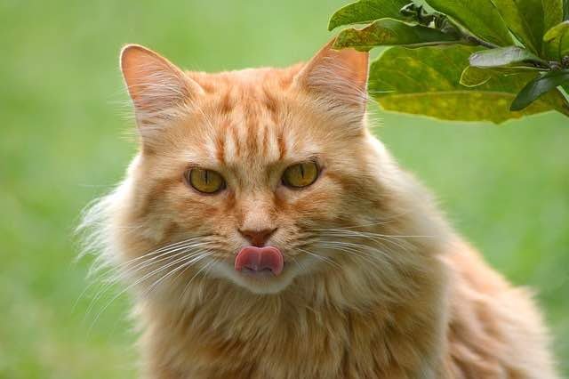 Breeds of Cats More Prone to Having a Big Nose