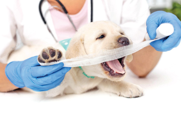 Don't Neglect your Dog's Wound Care - Here's What You Need to Know