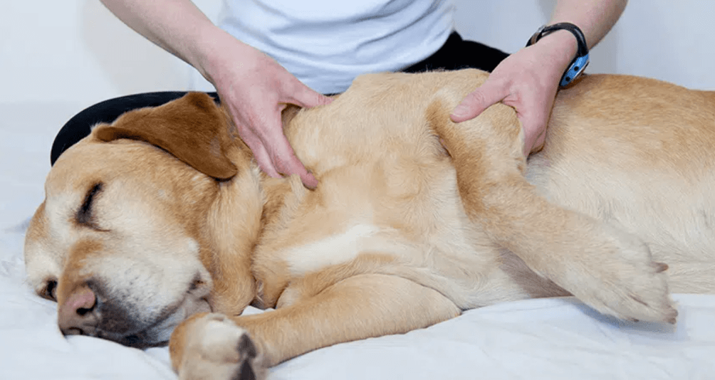 Don't Neglect your Dog's Wound Care - Here's What You Need to Know