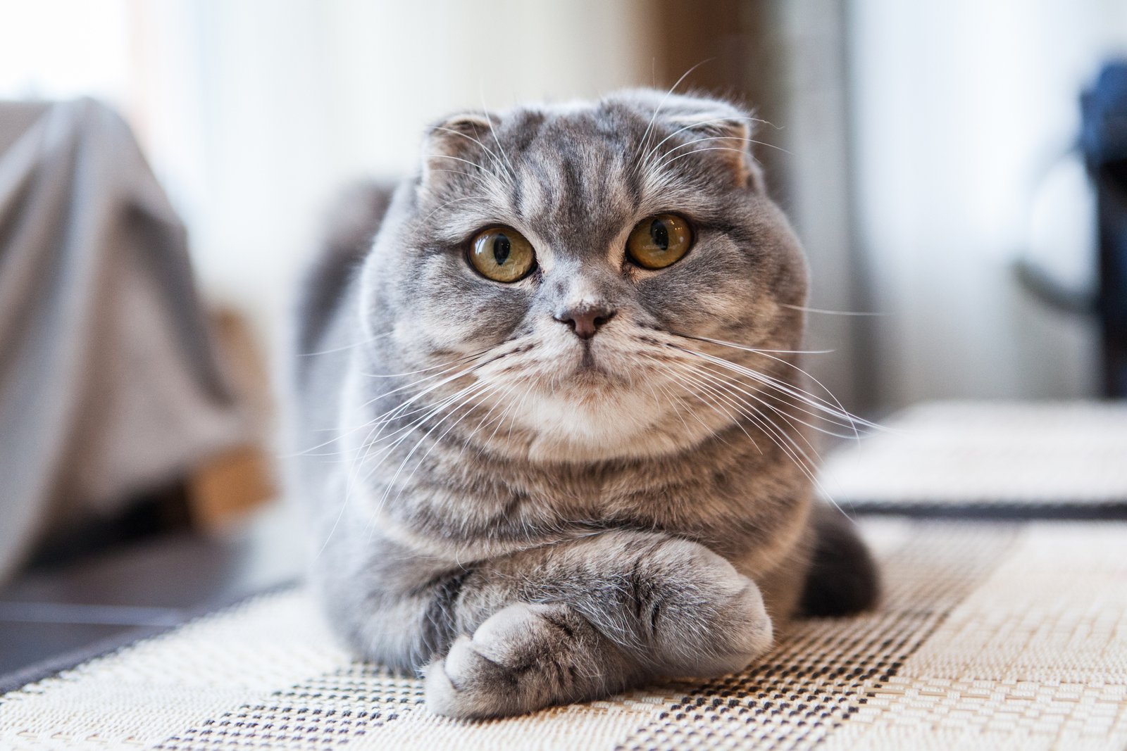 Bengal Cat vs Scottish Fold