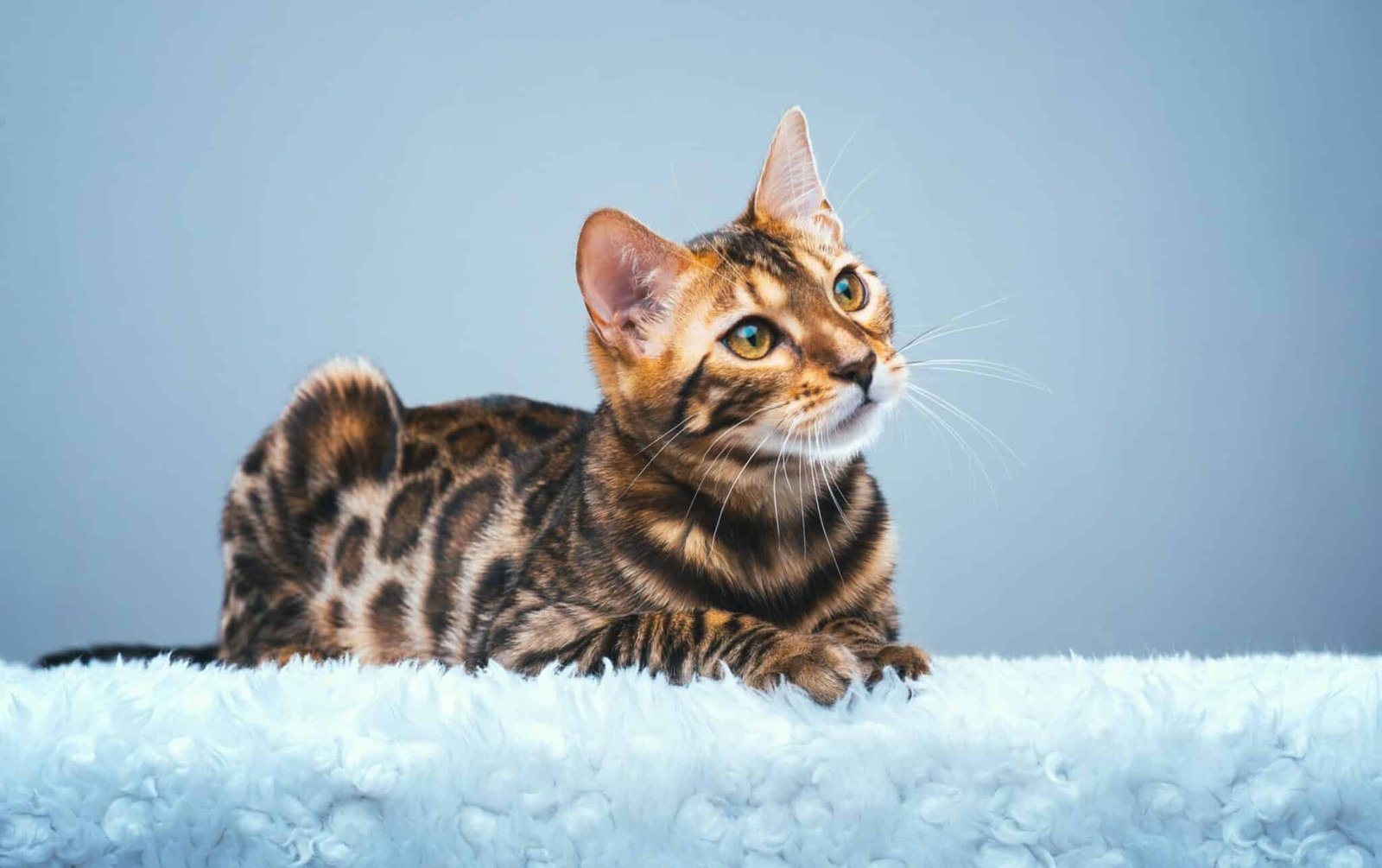 Are Bengal Cats Legal in Maryland?