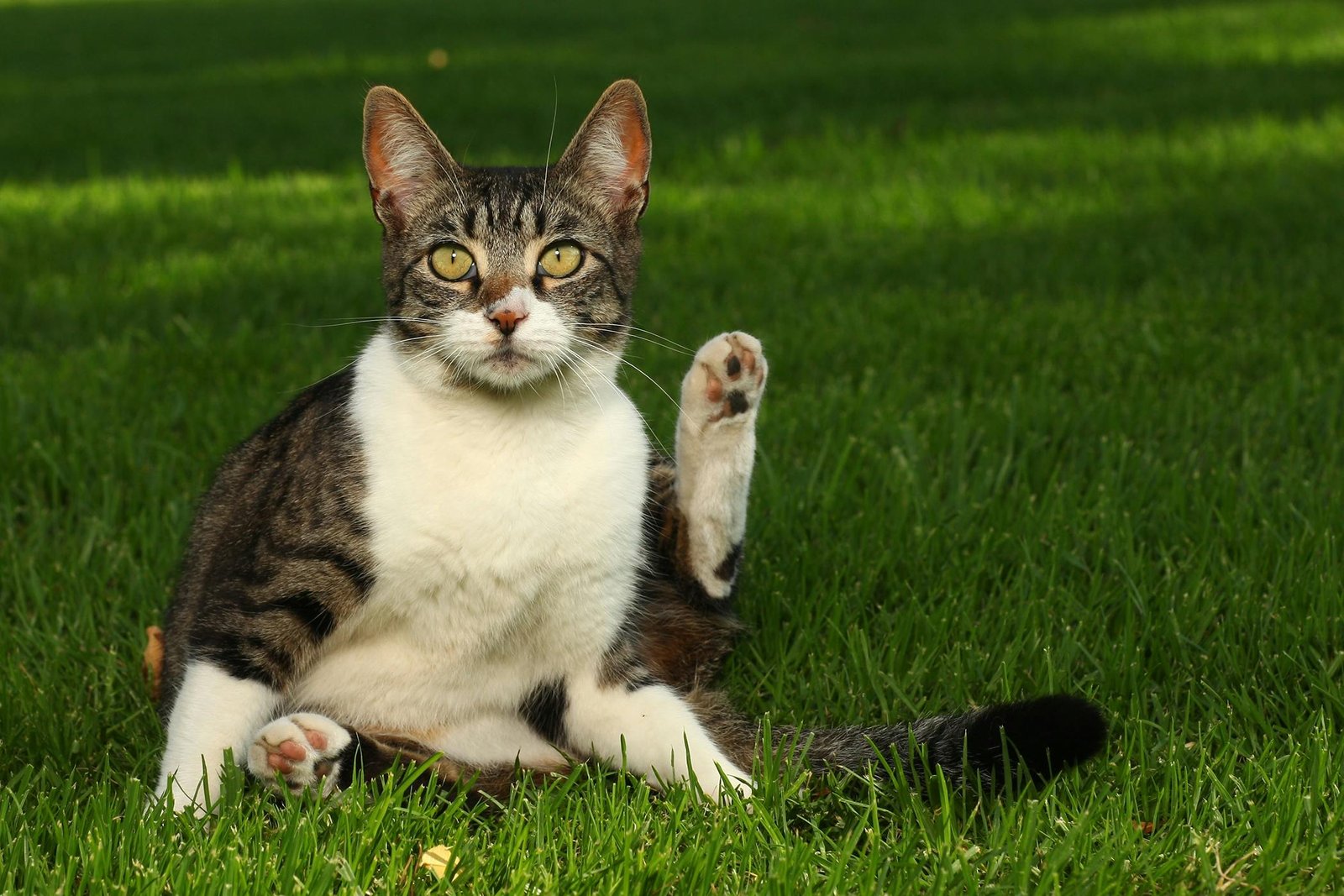 Are Bengal Cats Allergic to Revolution Flea: Allergy Concerns