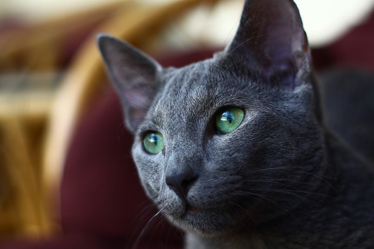 health and lifespan of Russian Blue