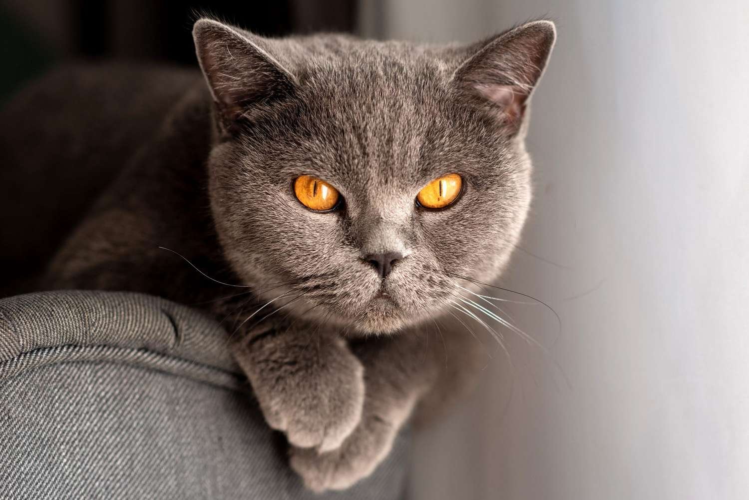 British Shorthairs