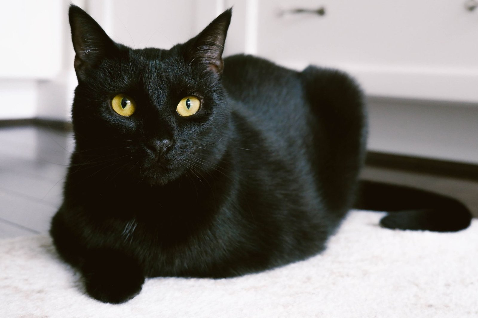 Bombay Vs Black American Shorthair Appearance Personality Care Guide