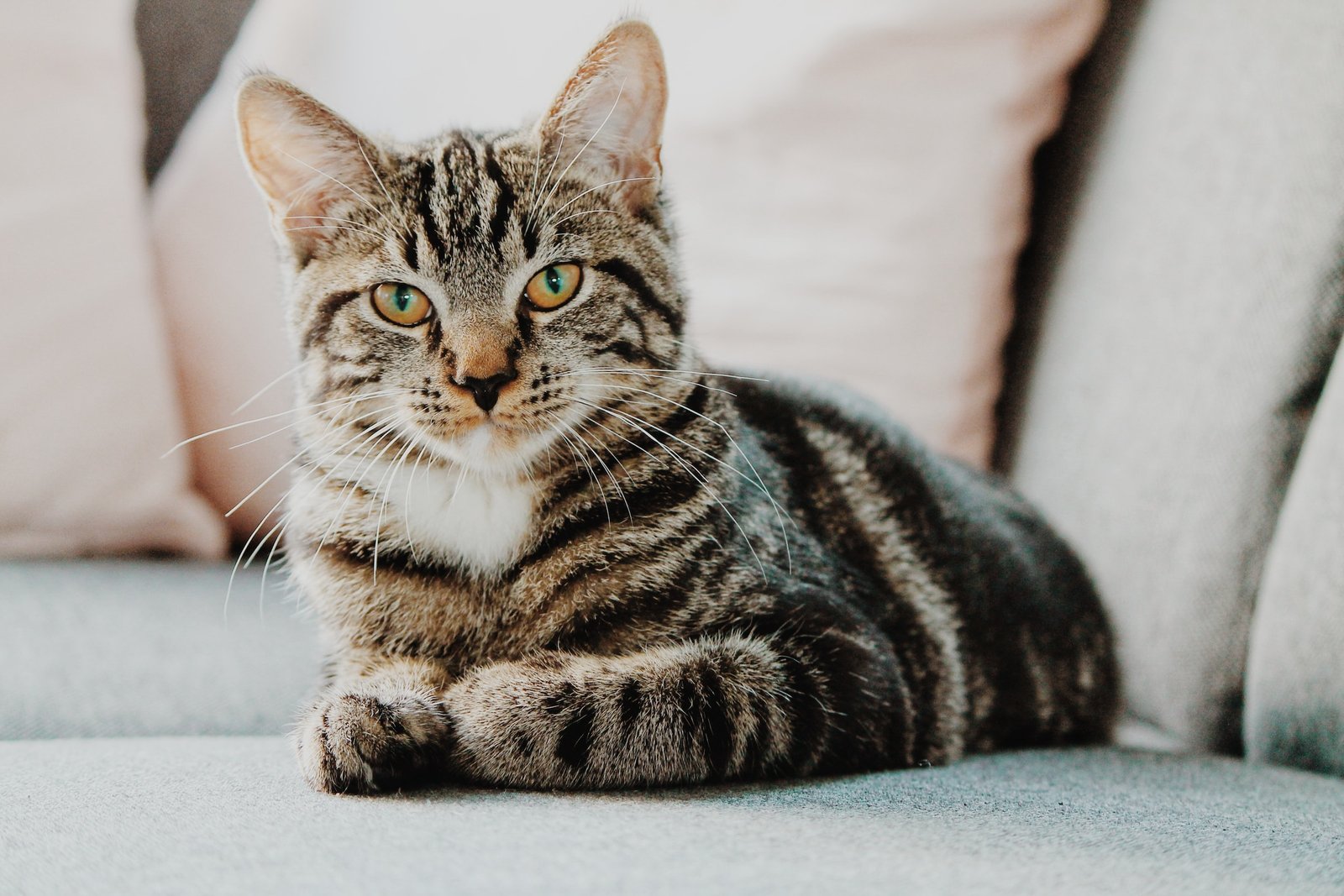tabby cat vs american shorthair
