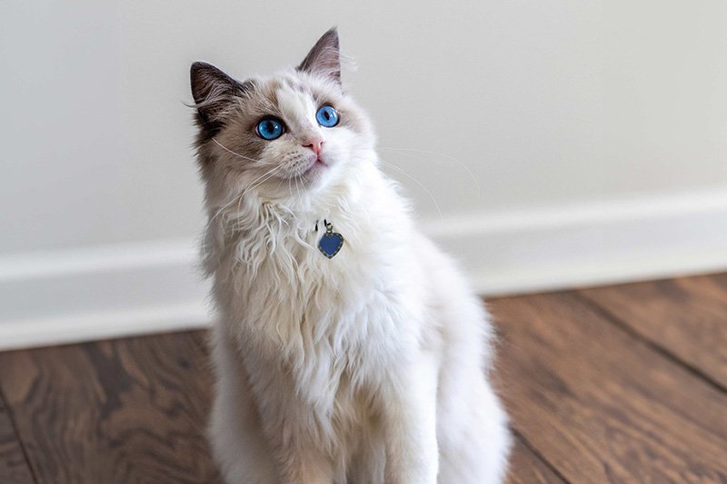 How Big Are Ragdoll Cats? Unveiling Their Size Status