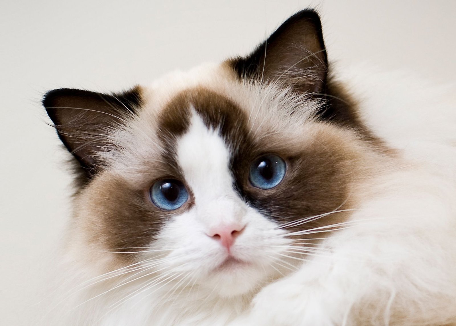 How to Identify a Ragdoll Cat