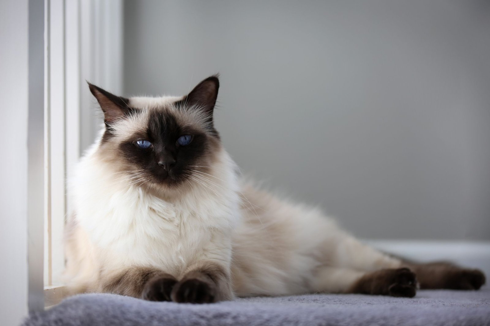Ragdoll vs Balinese Cats
