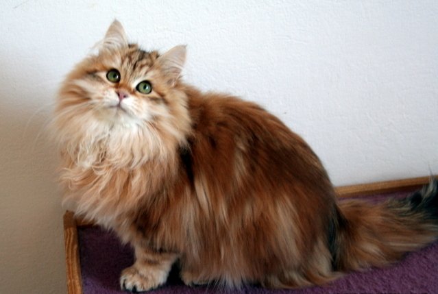 Siberian Cats
