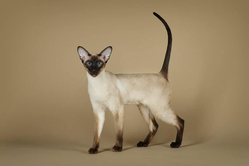 Ragdoll vs Siamese Cats: Which Cat Breed Suits You Best?