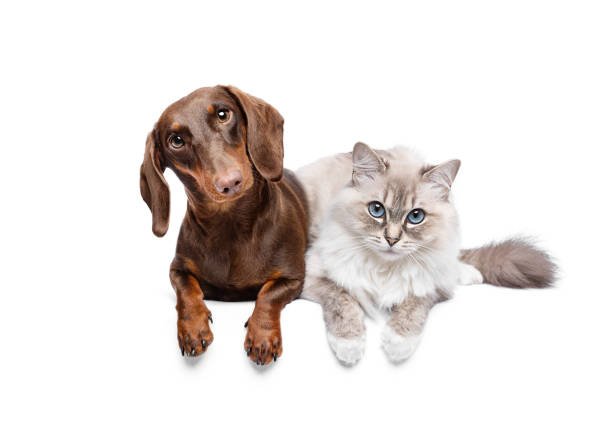 Ragdoll Cats Good with Dogs