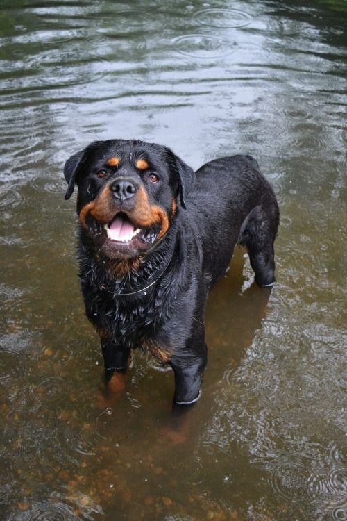 Are Rottweilers High Energy? Understanding the Energy Levels of Rottweilers