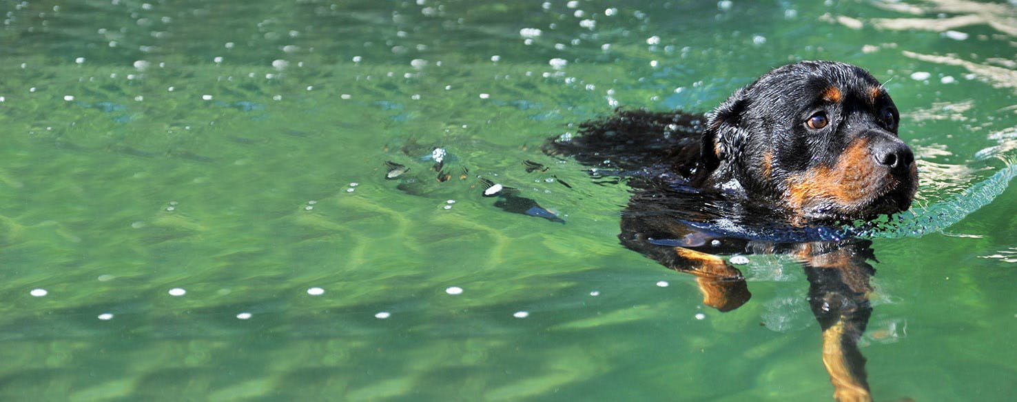 What are some tips for teaching a rottweiler to swim?