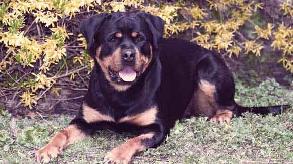 Are Rottweilers Hypoallergenic?